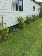 5 laurierkers planten (Prunus laurocerasus), Ophalen