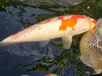Mooie Kohaku van +/- 35 á 40 centimeter., Dieren en Toebehoren, Vissen | Vijvervissen, Karper of Koi