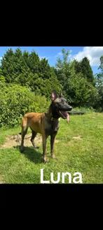 mechelse herder, Dieren en Toebehoren, Honden | Herdershonden en Veedrijvers, 1 tot 2 jaar, Teef, Rabiës (hondsdolheid), Eén hond