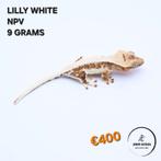 Correlophus ciliatus wimpergekko JOKERGECKOS, Hagedis, 0 tot 2 jaar