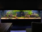 Aquarium Onderhoud, Ophalen of Verzenden, Zo goed als nieuw, Gevuld zoetwateraquarium