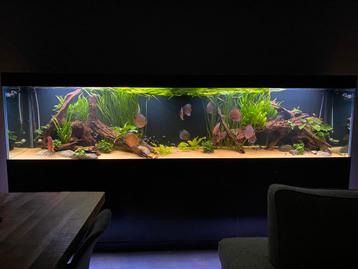 Aquarium Onderhoud beschikbaar voor biedingen