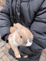 Baby konijn, Dieren en Toebehoren, Konijnen