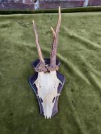 Reebokgewei op houten schild met grote schedelplaat., Verzenden, Gebruikt, Hert, Gewei of Kop