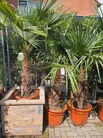 Palmbomen 200cm (stam 75) € 165, Volle zon, Verzenden, 100 tot 250 cm, Zomer
