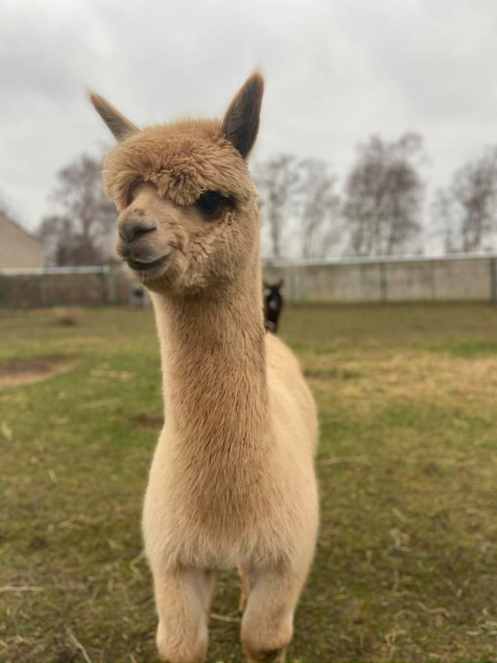 Fawn kleurige alpaca hengst, Dieren en Toebehoren, Overige Dieren, Mannelijk, Mei