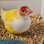 gouldamadines, Meerdere dieren, Tropenvogel