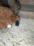 Kippen 5x per stuk, Dieren en Toebehoren, Vrouwelijk, Kip