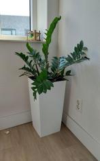 Gratis Planten en Potten, Tuin en Terras, Planten | Tuinplanten, Ophalen, Zomer, Overige soorten, Volle zon