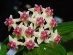 Hoya polyneura albomarginata gewortelde stek, Huis en Inrichting, Kamerplanten, Overige soorten, Minder dan 100 cm, Bloeiende kamerplant