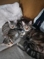 3 lieve kittens kruising maincoon/ragdoll, Dieren en Toebehoren, Katten en Kittens | Overige Katten, Poes, Kortharig, 0 tot 2 jaar