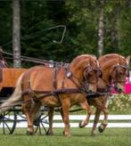 Ideal luxe tweespan tuig, Dieren en Toebehoren, Ophalen of Verzenden