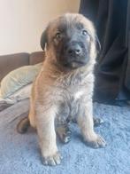 Nestje (08-10-2025) – Kangal/Herder kruising (UBN: 8553377), Dieren en Toebehoren, 8 tot 15 weken, Groot, Meerdere, Meerdere dieren