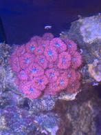 Blastomussa koraal, Overige typen