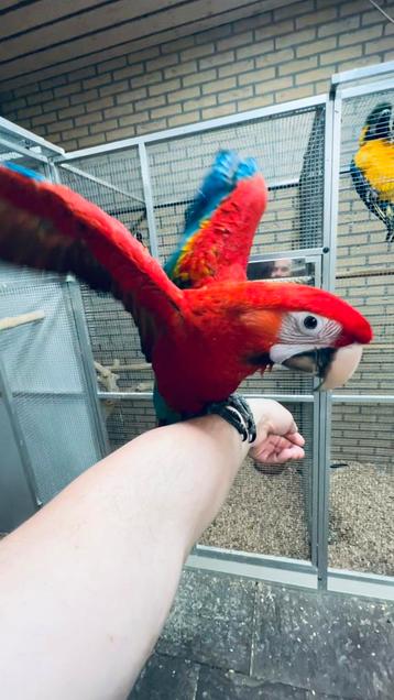 Super tamme Ruby Ara 2025 beschikbaar voor biedingen