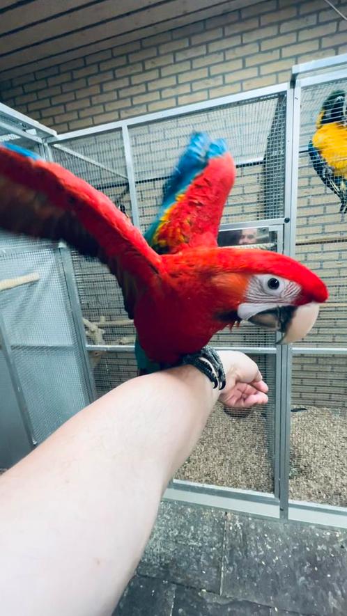 Super tamme Ruby Ara 2025, Dieren en Toebehoren, Vogels | Parkieten en Papegaaien, Papegaai, Meerdere dieren, Geringd