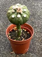 Cactus, Astrophytum, Huis en Inrichting, Kamerplanten, Ophalen of Verzenden, Cactus, Volle zon, Minder dan 100 cm