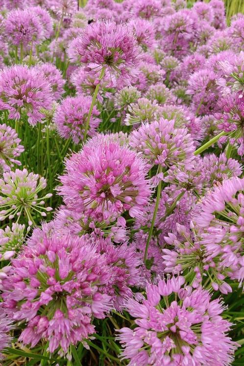 Allium ‘Avatar’ / sierui, look🌿, Tuin en Terras, Bloembollen en Zaden, Bloembol, Ophalen of Verzenden