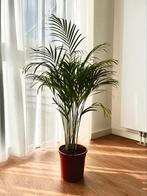 Goudpalm Areca kamerplant 🪴 +/- 130-145 cm, Huis en Inrichting, 100 tot 150 cm, Palm, Halfschaduw, In pot