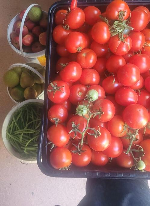 Bio groenten €2 kilo, Tuin en Terras, Schaduwdoeken, Nieuw, Ophalen of Verzenden