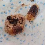 Cubaris "rubber ducky", Dieren en Toebehoren, Insecten en Spinnen, Overige soorten