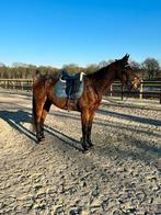 Bijrijder gezocht, Dieren en Toebehoren, Paarden en Pony's | Overige Paardenspullen, Ophalen of Verzenden, Dressuur
