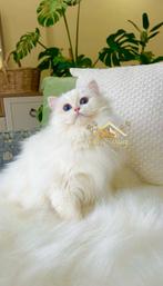 Onze Viva Vogue kleindochter zoekt haar nieuwe thuis, Dieren en Toebehoren, Katten en Kittens | Raskatten | Langhaar, Poes, Gechipt