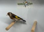 Bloemputters - Carduelis carduelis, Dieren en Toebehoren, Vogels | Overige Vogels, Meerdere dieren, Wildzangvogel, Geringd