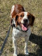 Breton mix Mark, Dieren en Toebehoren, Honden | Niet-rashonden, 6 jaar of ouder, Particulier, Buitenland, Eén hond