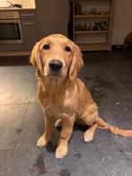 Lieve golden retriever reu van 5 maanden, Dieren en Toebehoren, Golden retriever, 15 weken tot 1 jaar, Reu, Eén hond