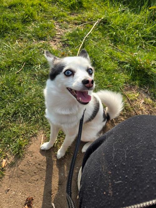 Pomsky mini husky met blauwe ogen, Dieren en Toebehoren, Honden | Poolhonden, Keeshonden en Oertypen, Teef, Particulier, Eén hond