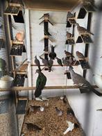 3 groenvleugel duiven, Dieren en Toebehoren, Vogels | Duiven, Mannelijk