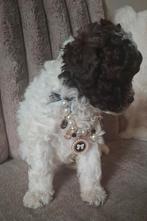 LAATSTE!! Choco bont mini labradoodle F1b pups GETEST ️❣️❣️, Overige rassen, CDV (hondenziekte), 8 tot 15 weken, Meerdere