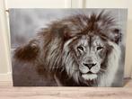 Leeuw Foto 1,2x0,8m - Zo Goed Als Nieuw, Huis en Inrichting, Ophalen of Verzenden, Zo goed als nieuw, 100 tot 125 cm, Foto of Poster