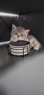 Britse korthaar kittens, Dieren en Toebehoren, Katten en Kittens | Raskatten | Korthaar, Meerdere dieren, Gechipt, 0 tot 2 jaar