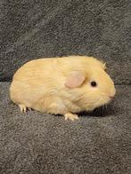 Diverse cavia's mogen verhuizen, Dieren en Toebehoren, Knaagdieren, Cavia, Meerdere dieren, Tam, September