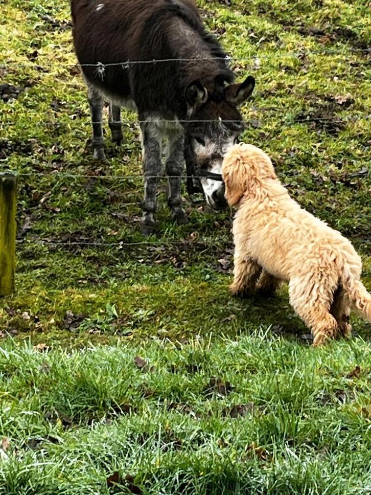 Labradoodle medium pup F3 multigen teefje abrikoos, Dieren en Toebehoren, Honden | Retrievers, Spaniëls en Waterhonden, Teef, Overige rassen