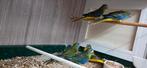 Turqusine parkieten, Dieren en Toebehoren, Vogels | Parkieten en Papegaaien, Meerdere dieren, Parkiet