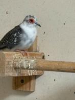 Koppels bonte diamant duiven, Meerdere dieren, Tropenvogel