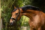 Prachtige & top brave allround PRE merrie, Dieren en Toebehoren, Paarden, Merrie, L, Gechipt, 7 tot 10 jaar