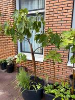 Vijgenboom Verdino 3 jaar oud 1,7/1,8 meter, Ophalen, Lente, Volle zon, In pot