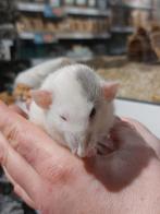 Ratjes super super tam en echt super lief., Dieren en Toebehoren, Knaagdieren, Rat, Meerdere dieren, Tam, Oktober
