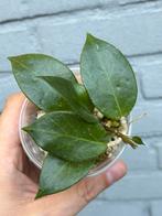 Hoya Sunrise, Huis en Inrichting, Ophalen of Verzenden, Overige soorten, Minder dan 100 cm