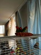 Roki11110123, Dieren en Toebehoren, Vogels | Parkieten en Papegaaien, Vrouwelijk, Parkiet