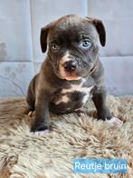 American Bully XL pups met ABKC stamboom, Parvo, Overige rassen, 8 tot 15 weken, Meerdere