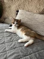 Mooi lief en aanhankelijk britse korthaar katertje te koop, Dieren en Toebehoren, Katten en Kittens | Overige Katten, Kater, Kortharig