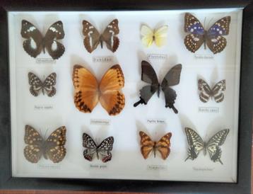 Vlinder verzameling 