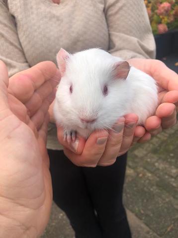 Jong cavia zeugje. beschikbaar voor biedingen