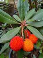 Arbutus unedo / mediterrane aardbeiboom, Herfst, 250 tot 400 cm, Ophalen, Volle zon