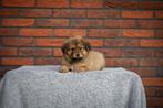 Toller x Oud Duitse Herder pups, Overige rassen, CDV (hondenziekte), 8 tot 15 weken, Meerdere